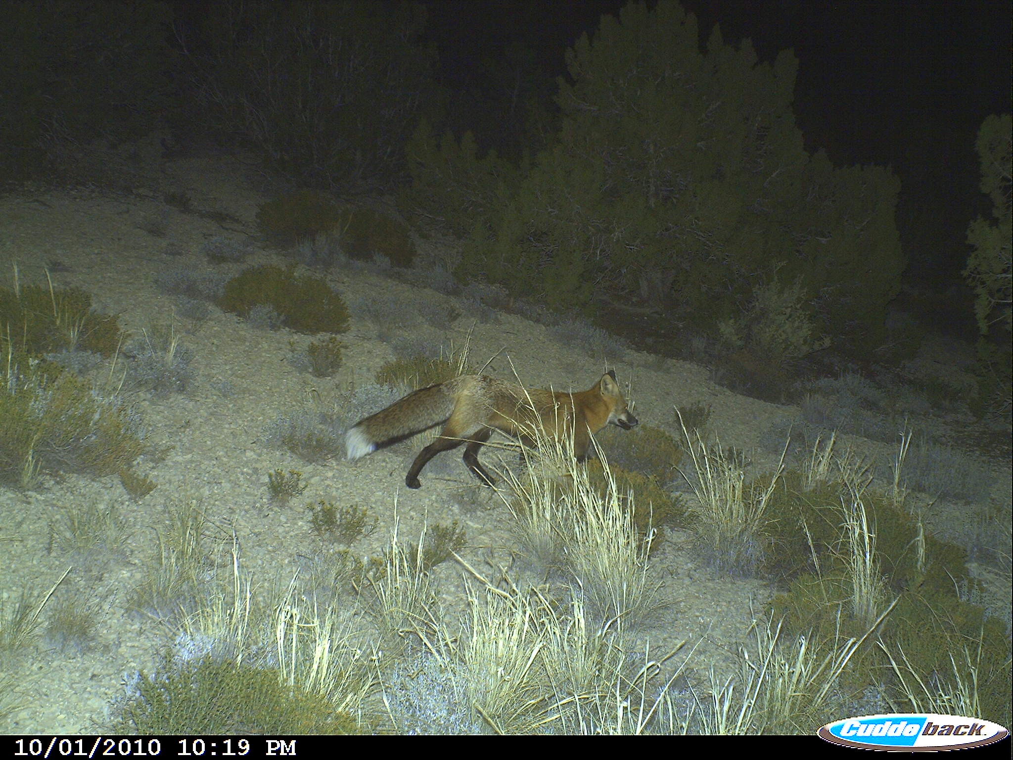 The Red Fox are cute and roam everywhere.
